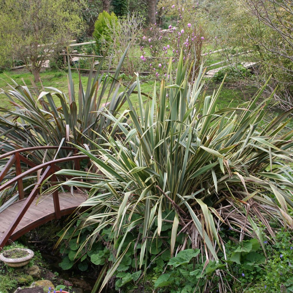Phormium tenax - Nieuw-Zeelands vlas