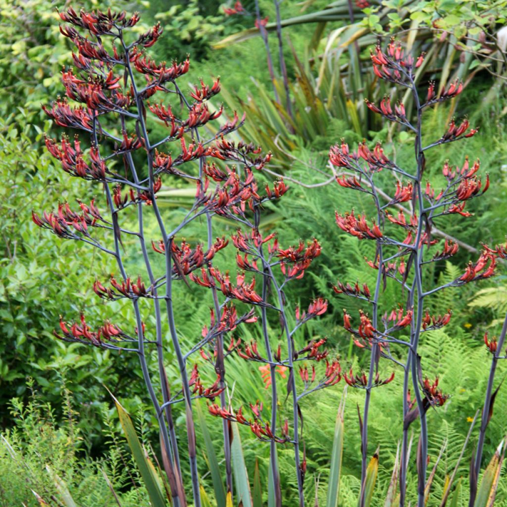 Phormium tenax - Nieuw-Zeelands vlas