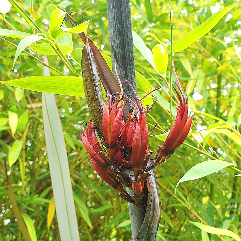 Phormium tenax Purpureum - Nieuw-Zeelands vlas