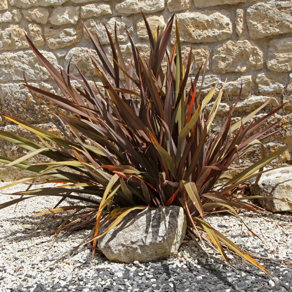 Phormium tenax Purpureum - Nieuw-Zeelands vlas