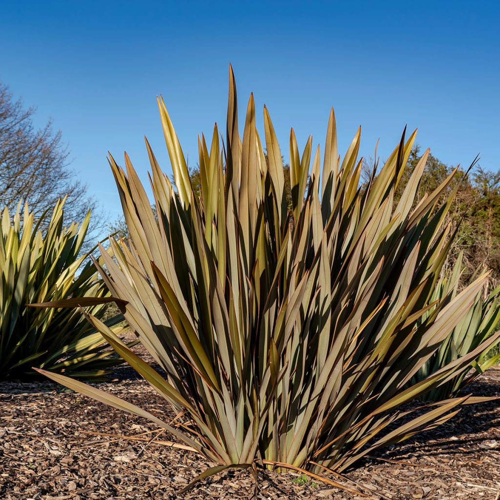 Graines de Lin de Nouvelle-Zélande - Phormium tenax Atropurpureum
