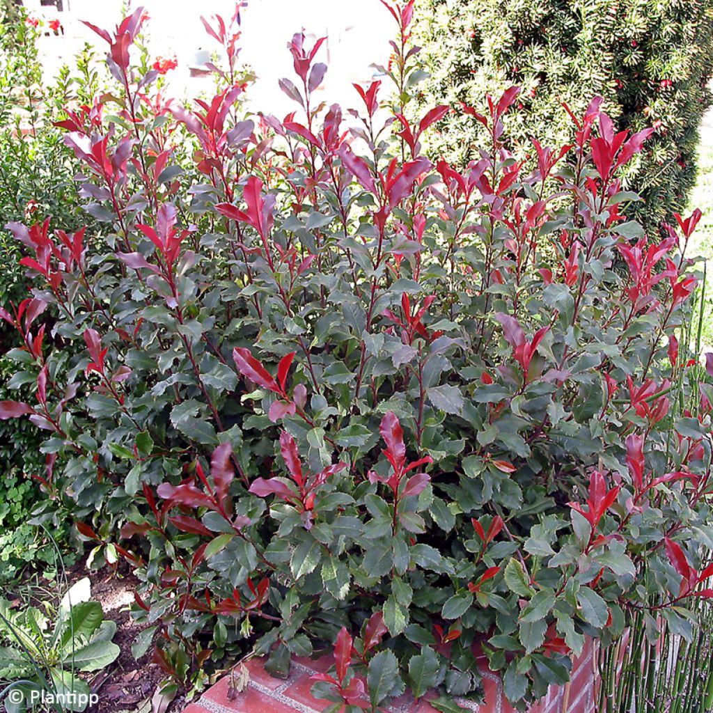 Photinia fraseri Corallina - Glansmispel