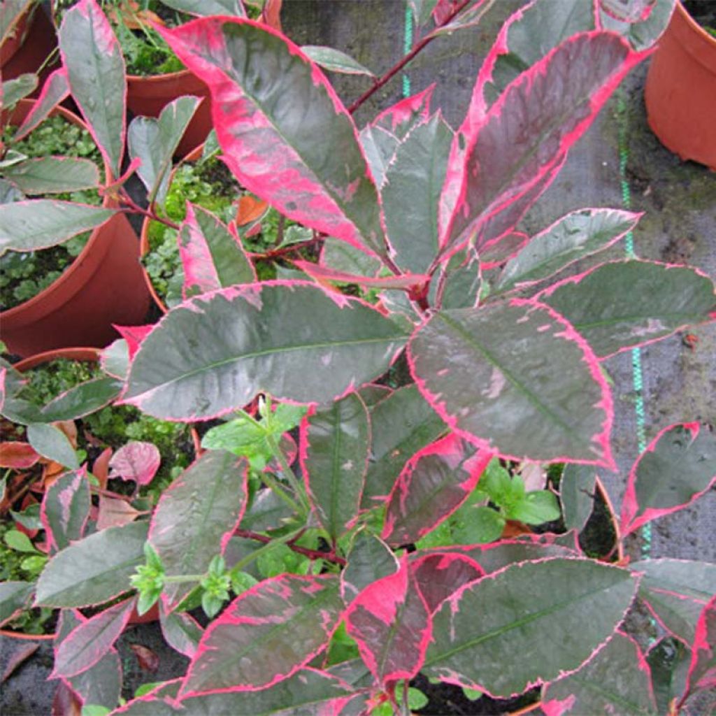 Photinia Louise - Glansmispel