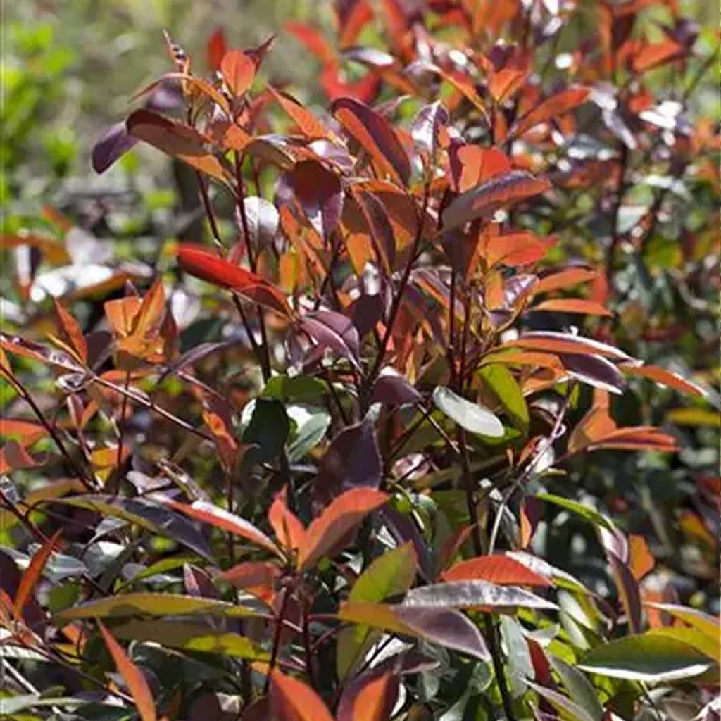 Photinia fraseri Red Ballcoon - Glansmispel