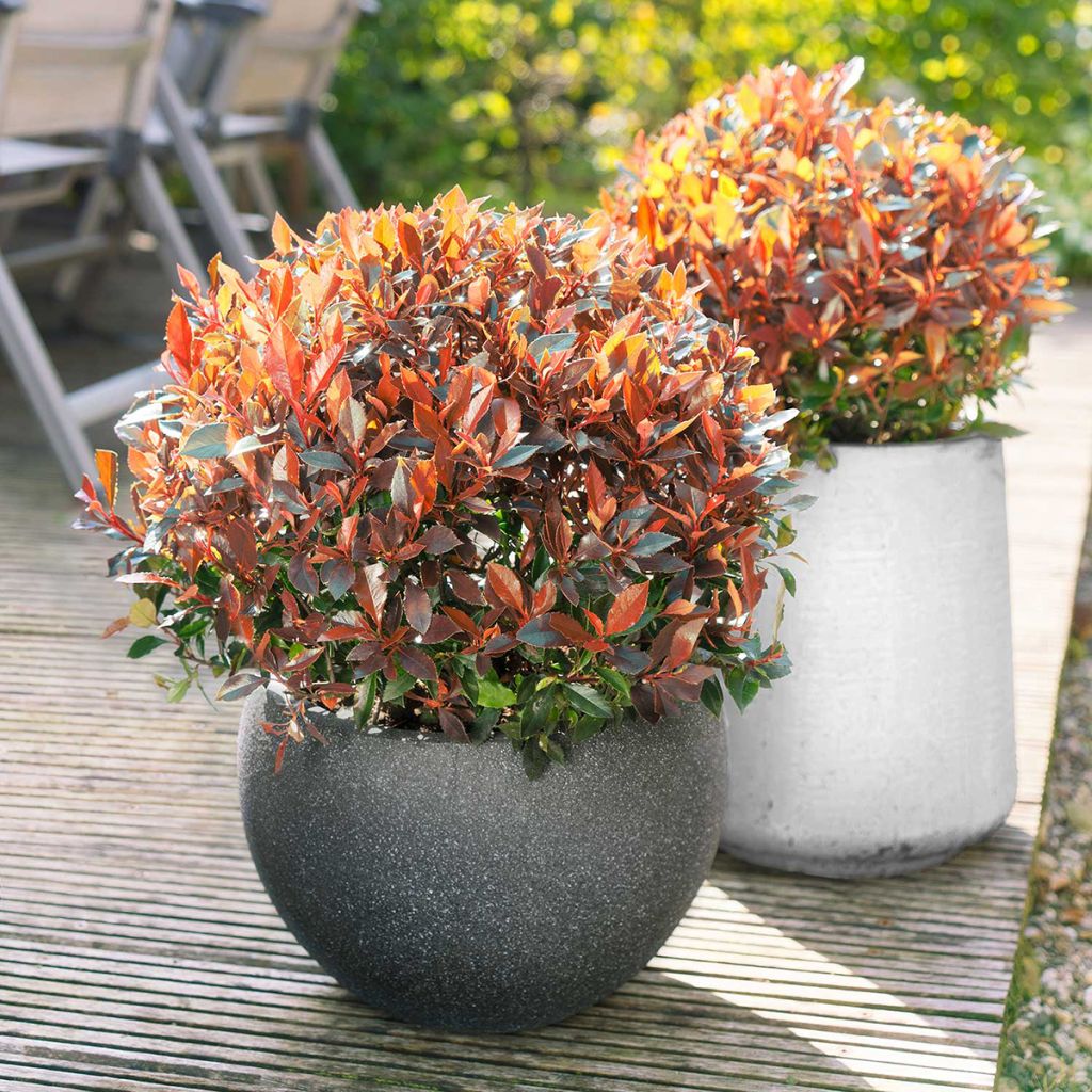 Photinia fraseri Red Ballcoon - Glansmispel