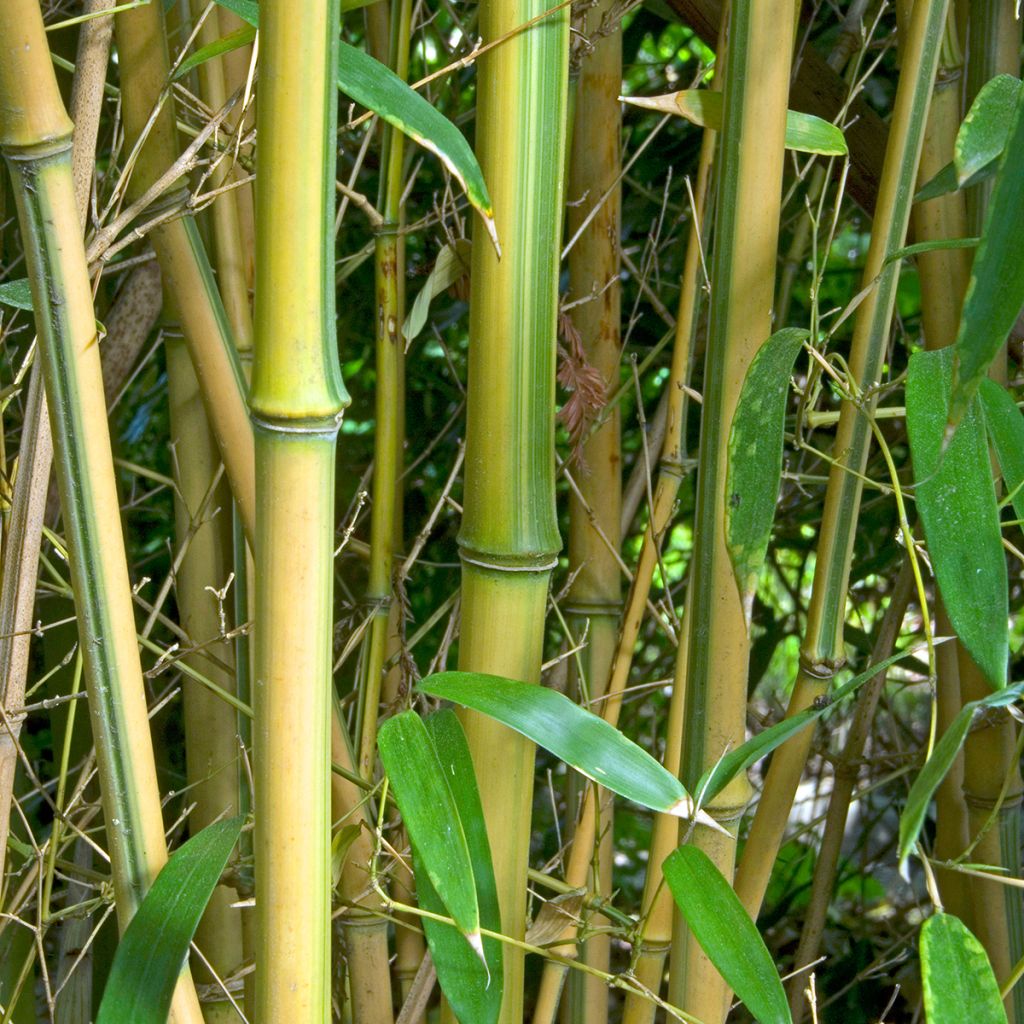 Phyllostachys aureosulcata Spectabilis - Gele bamboe