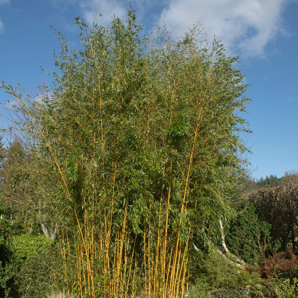Phyllostachys aureosulcata Spectabilis - Gele bamboe