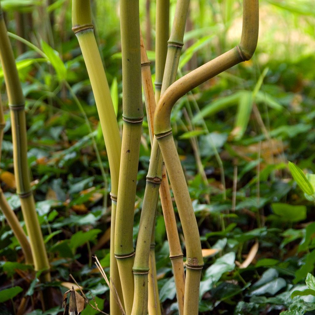 Phyllostachys aureosulcata Spectabilis - Gele bamboe