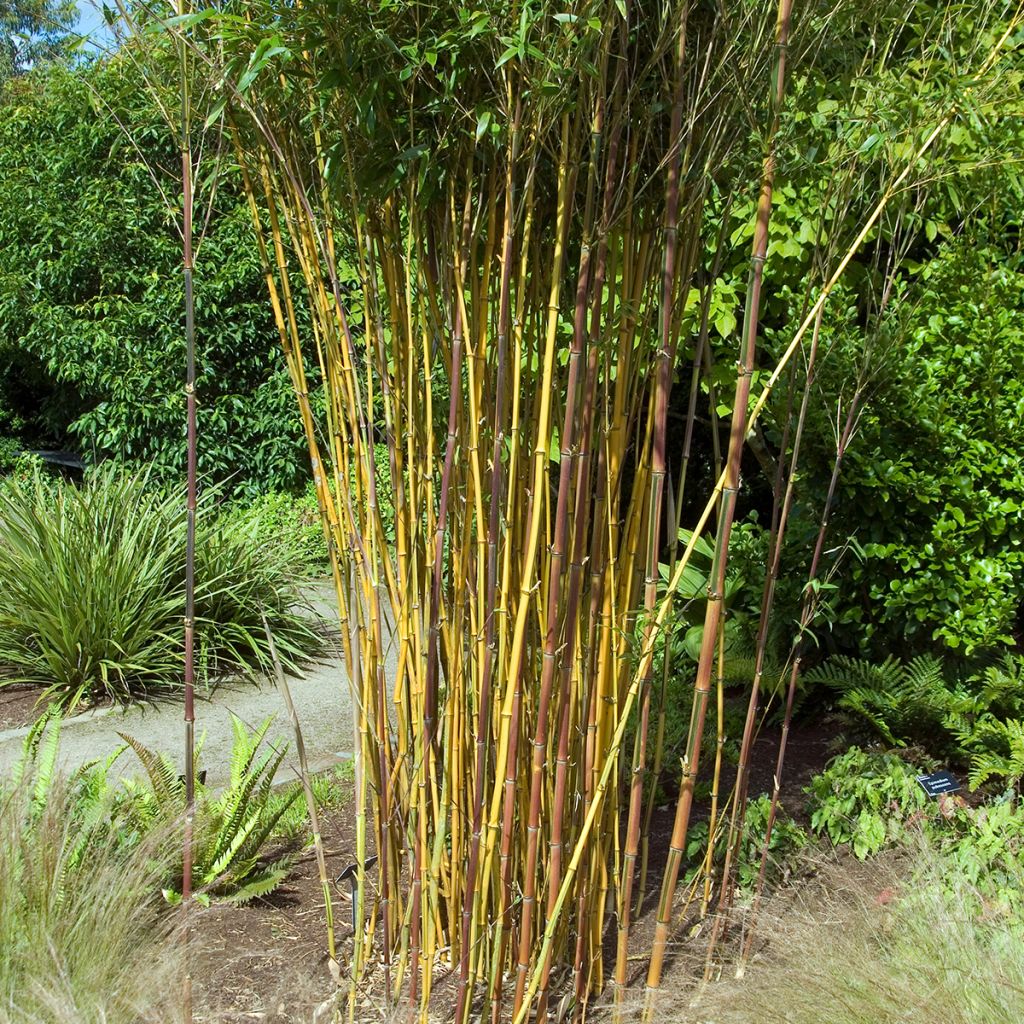 Phyllostachys aureosulcata Spectabilis - Gele bamboe