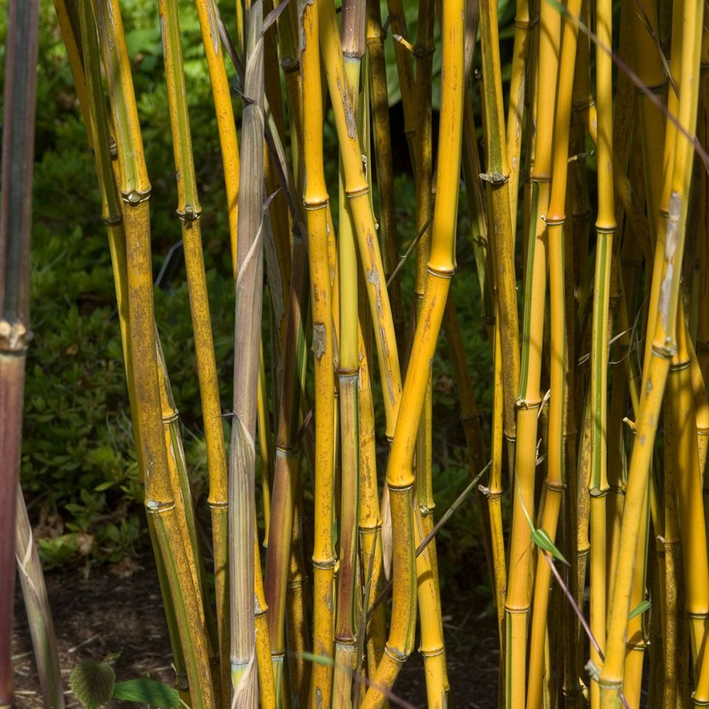 Phyllostachys aureosulcata Spectabilis - Gele bamboe