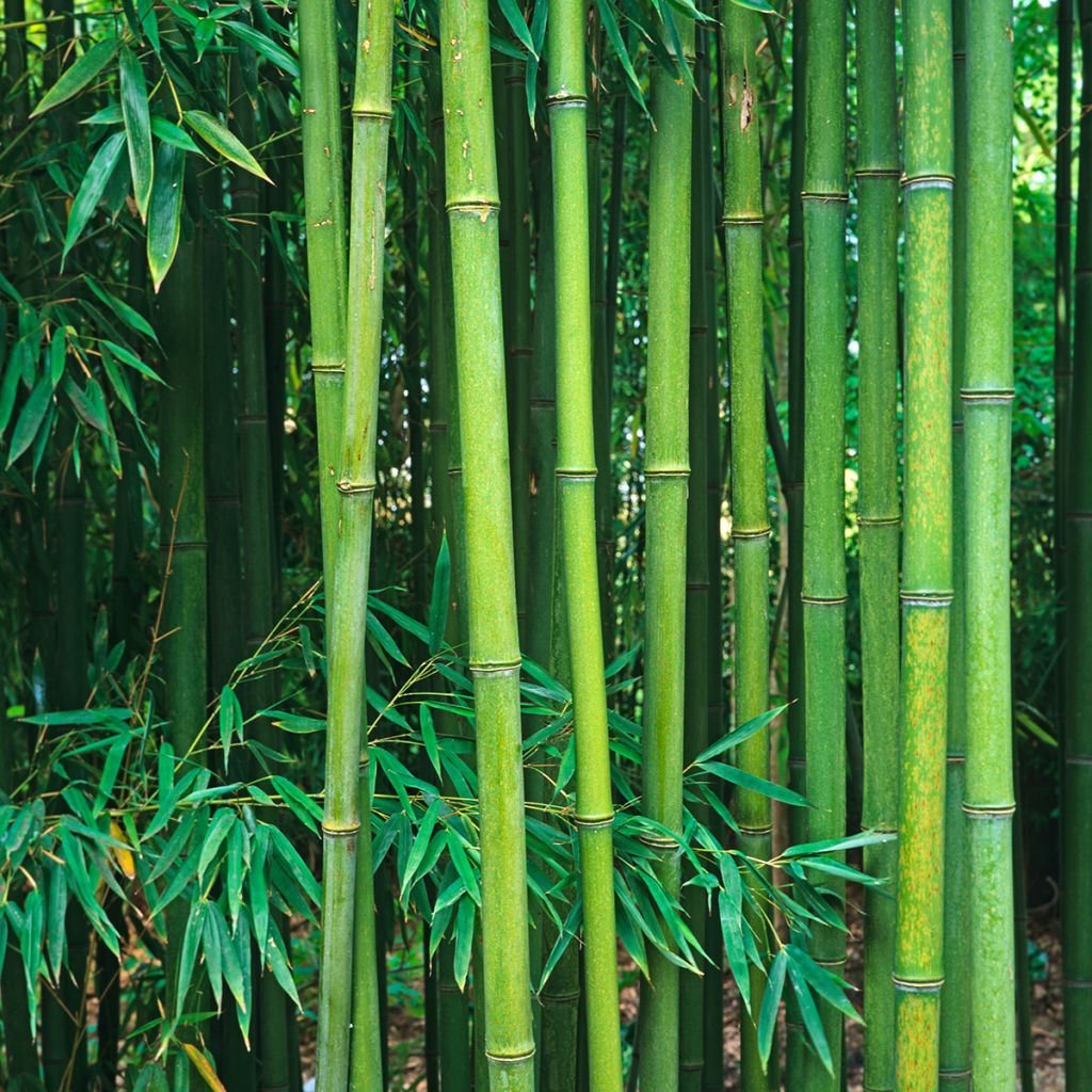 Phyllostachys viridiglaucescens - Reuzenbamboe