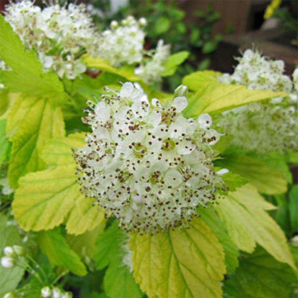 Physocarpus opulifolius Darts Gold - Blaasspirea