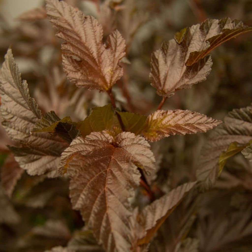 Physocarpus opulifolius Diable D'Or - Blaasspirea