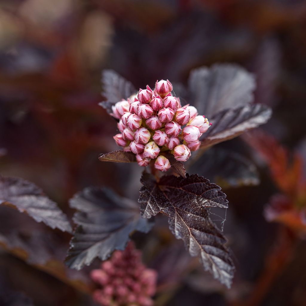 Physocarpus opulifolius Fireside - Blaasspirea