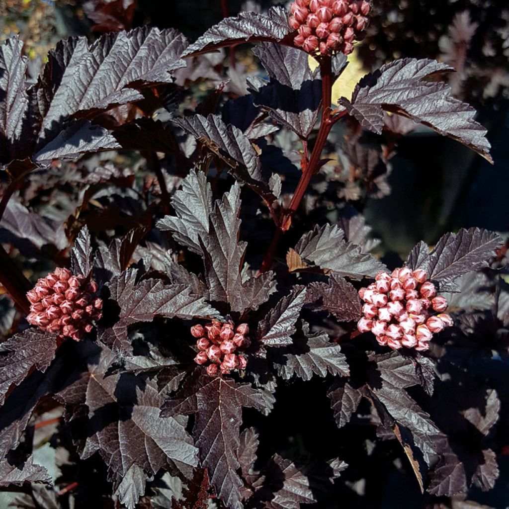 Physocarpus opulifolius Panther - Blaasspirea