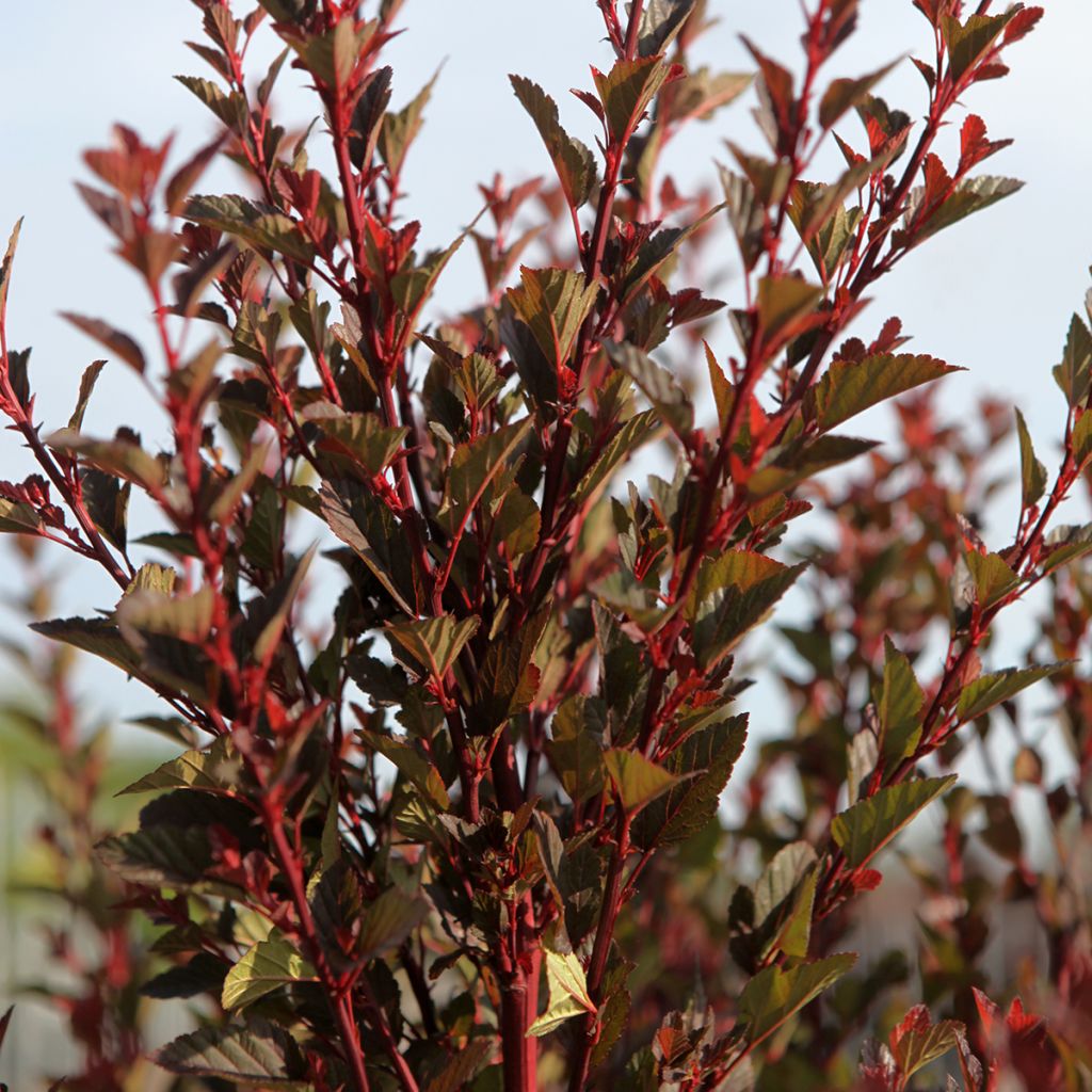 Physocarpus opulifolius Spicy Devil - Blaasspirea