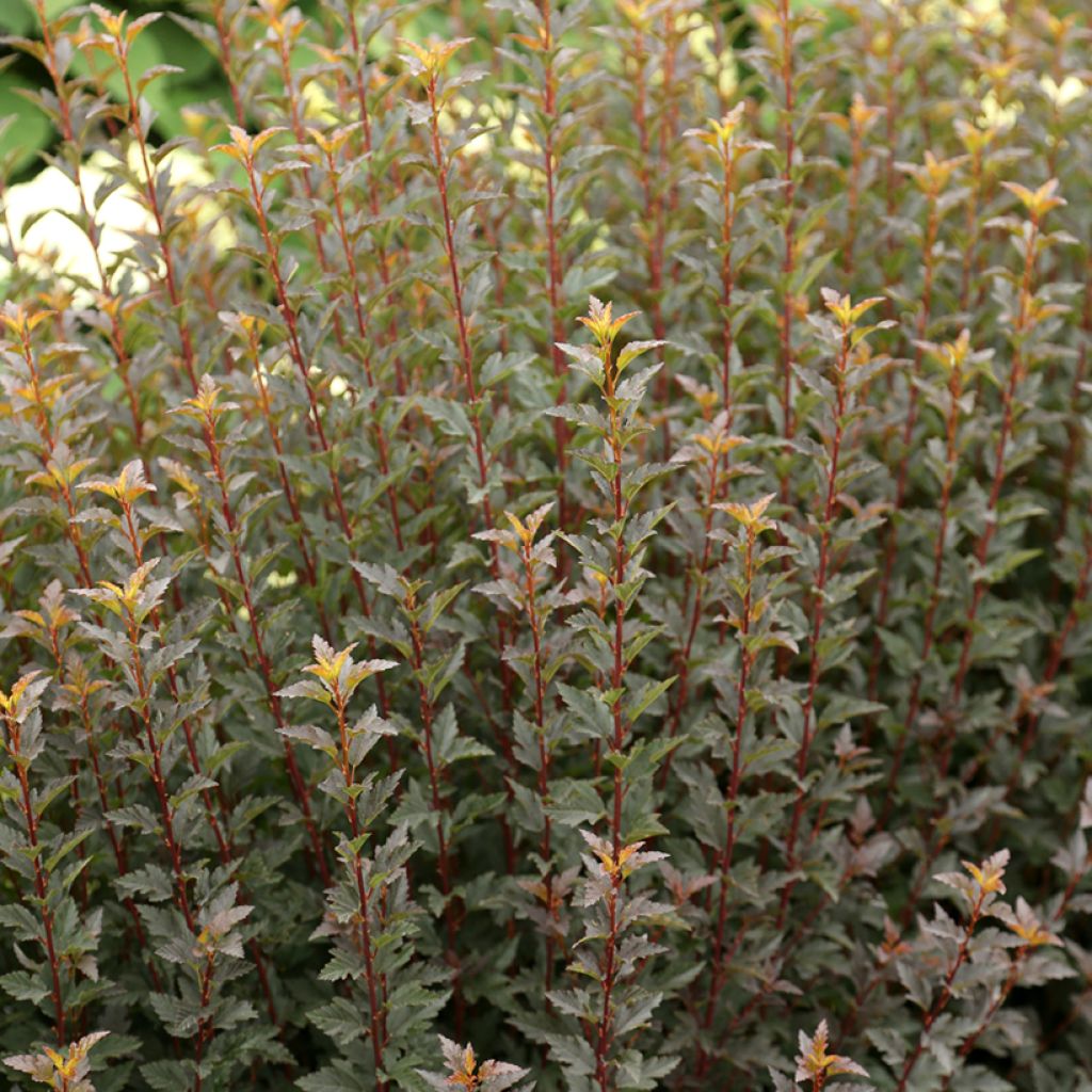 Physocarpus opulifolius Tiny Wine - Blaasspirea