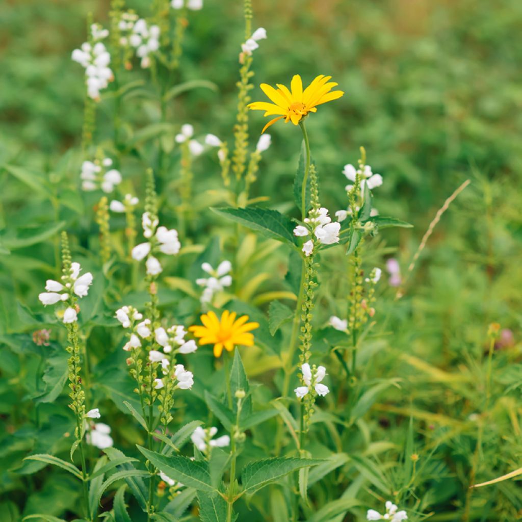 Physostegia virginiana Alba - Scharnierbloem