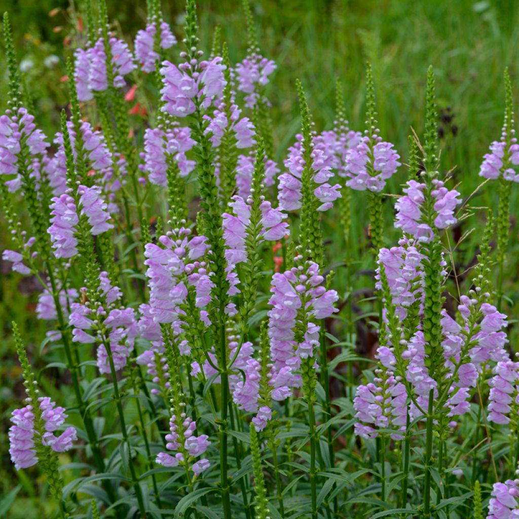 Physostegia virginiana Bouquet Roze - Scharnierbloem