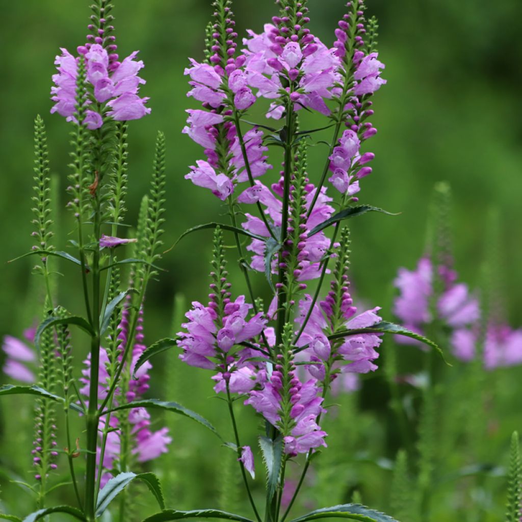 Physostegia virginiana Bouquet Roze - Scharnierbloem
