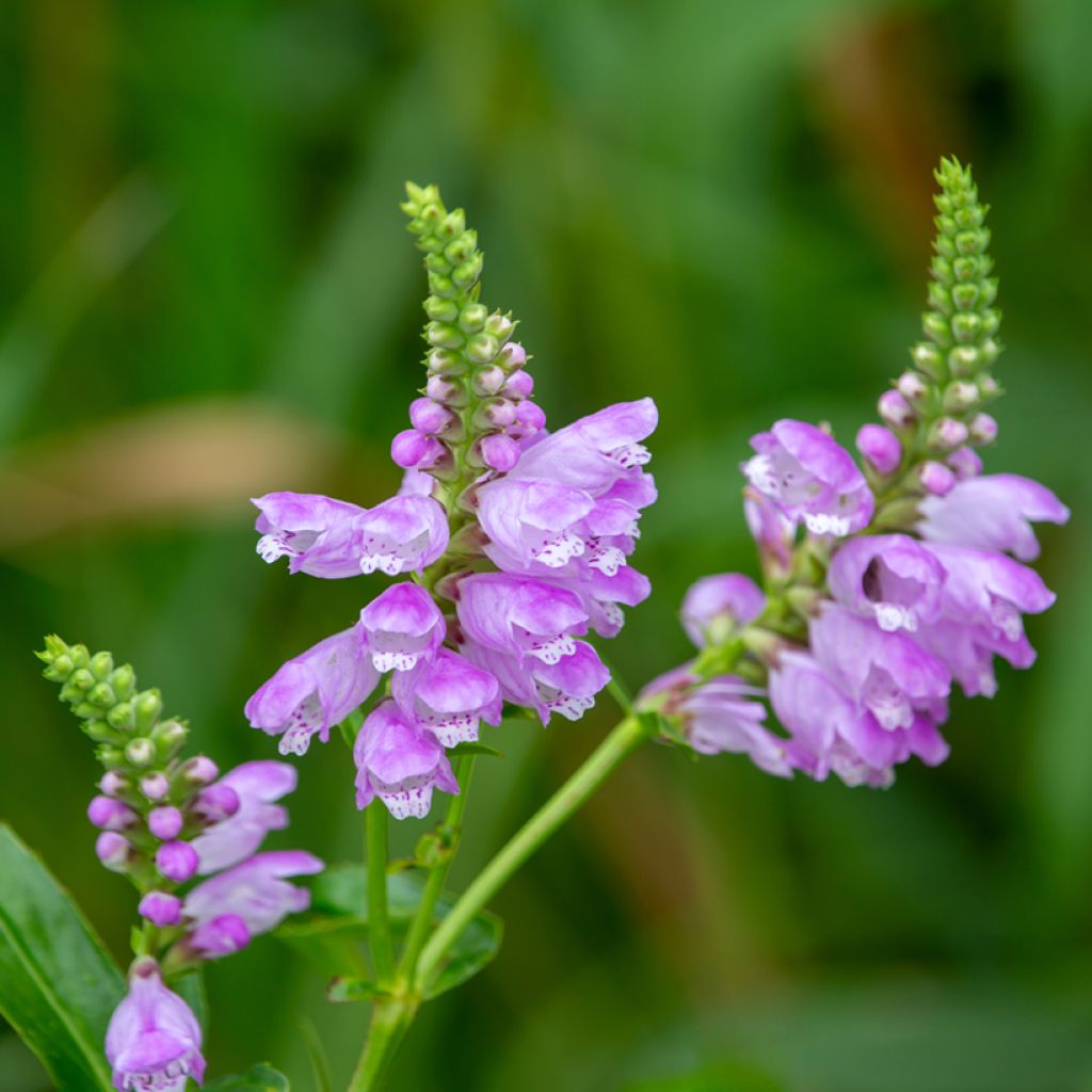 Physostegia virginiana Red Beauty - Scharnierbloem