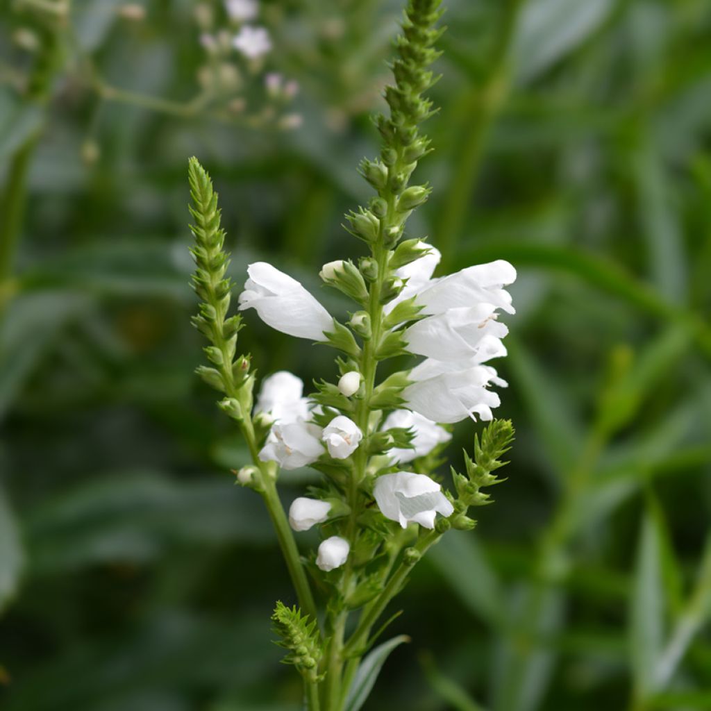Physostegia virginiana Summer Snow - Scharnierbloem