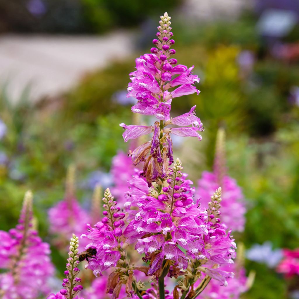 Physostegia virginiana Variegata - Scharnierbloem