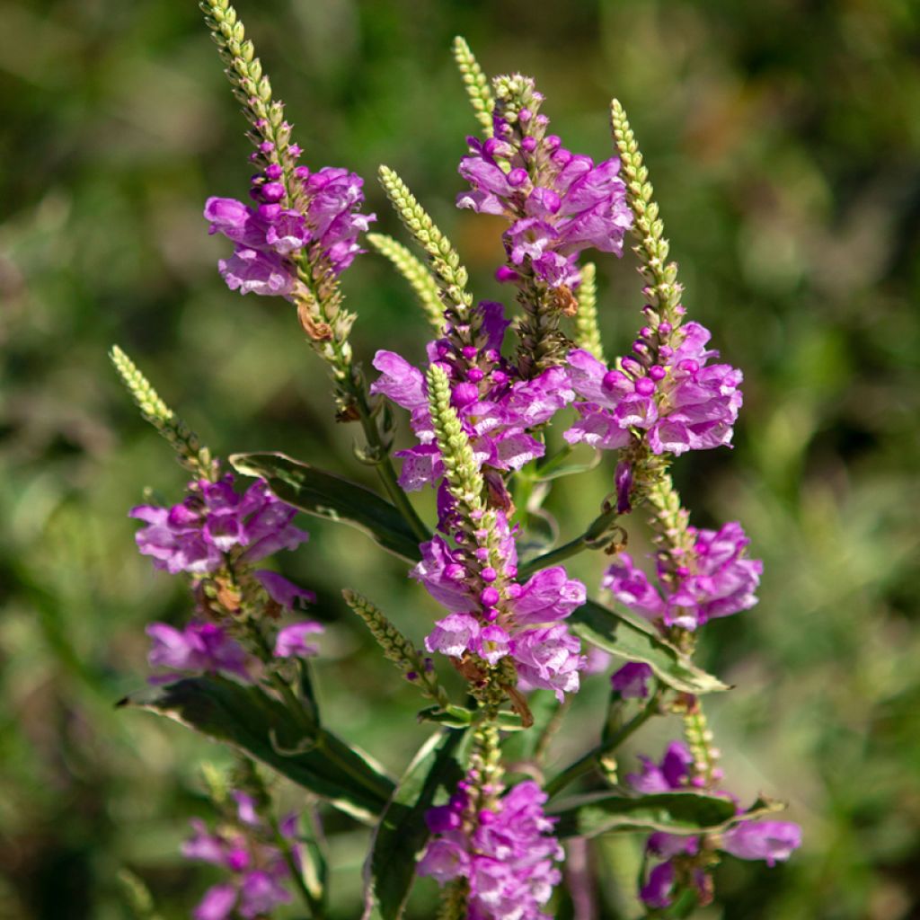Physostegia virginiana Variegata - Scharnierbloem