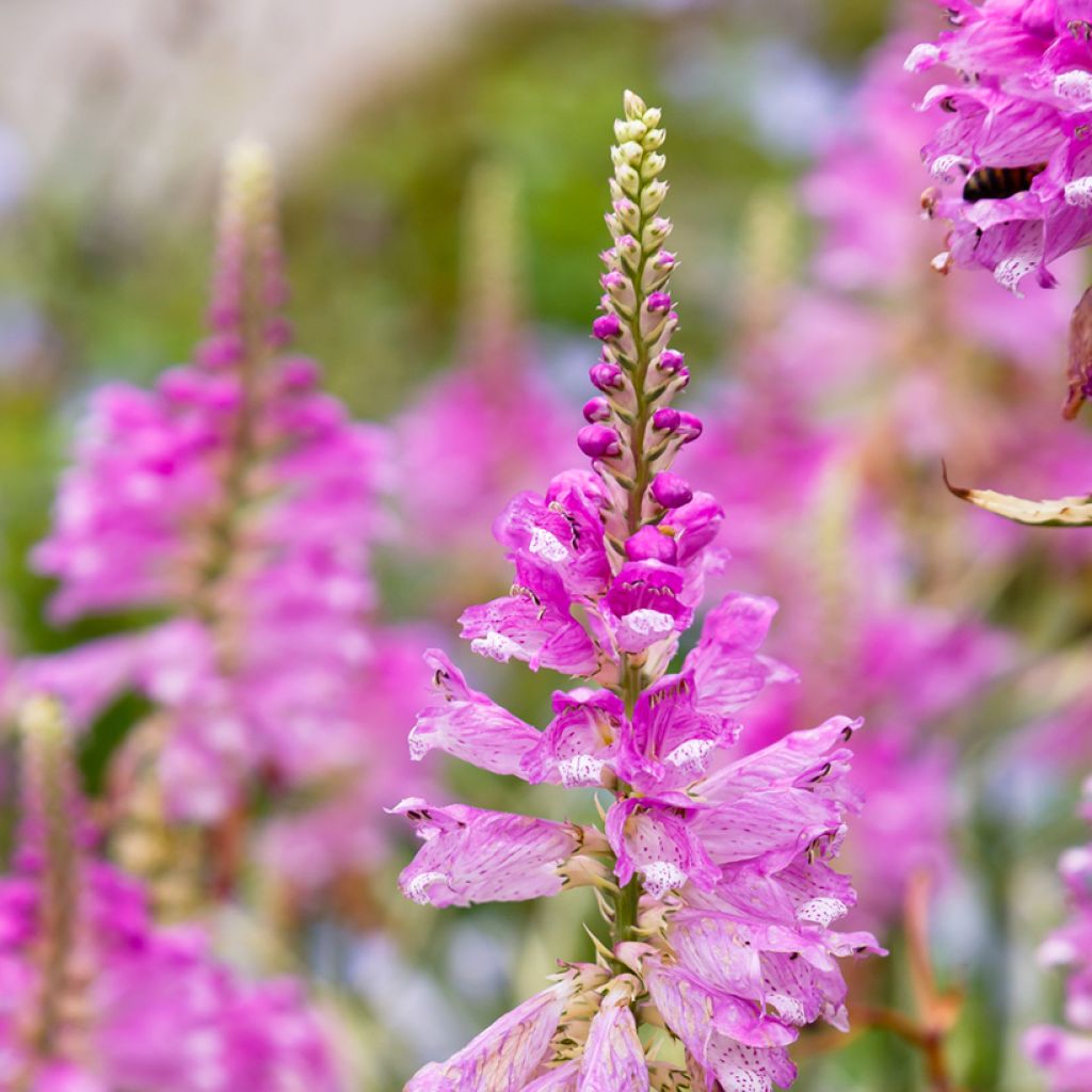 Physostegia virginiana Variegata - Scharnierbloem