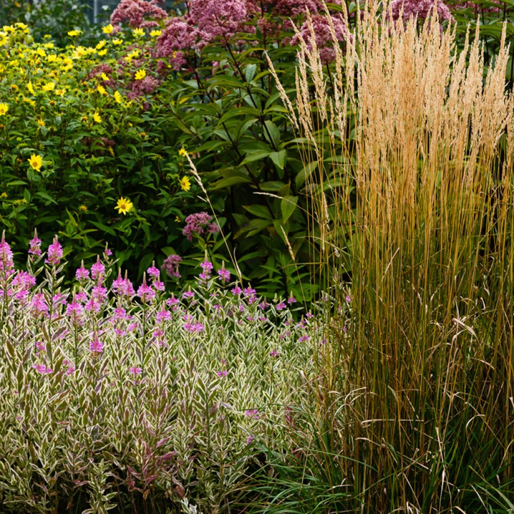 Physostegia virginiana Variegata - Scharnierbloem