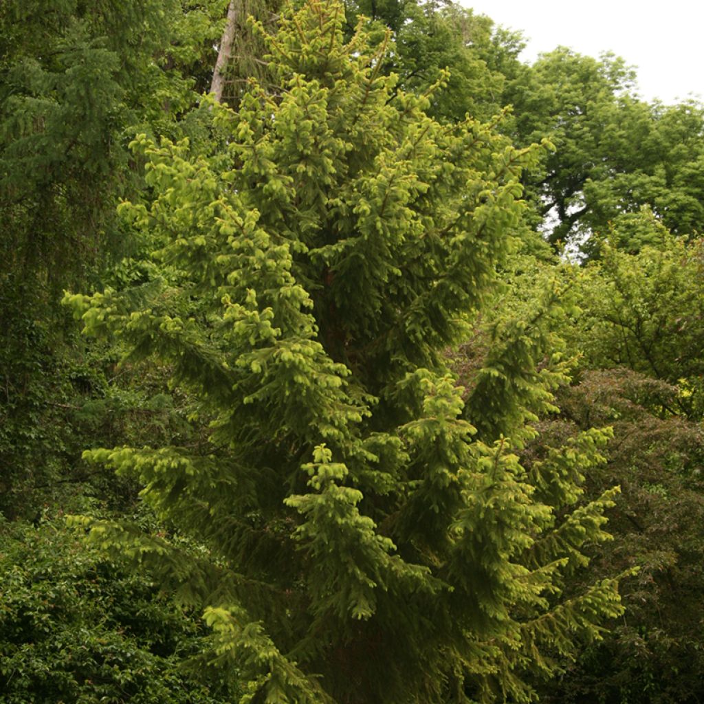 Picea abies Aurea Magnifica - Fijnspar