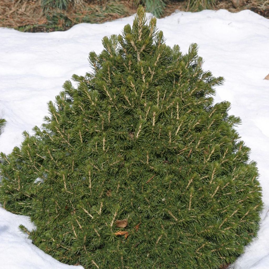Picea abies Tompa - Fijnspar