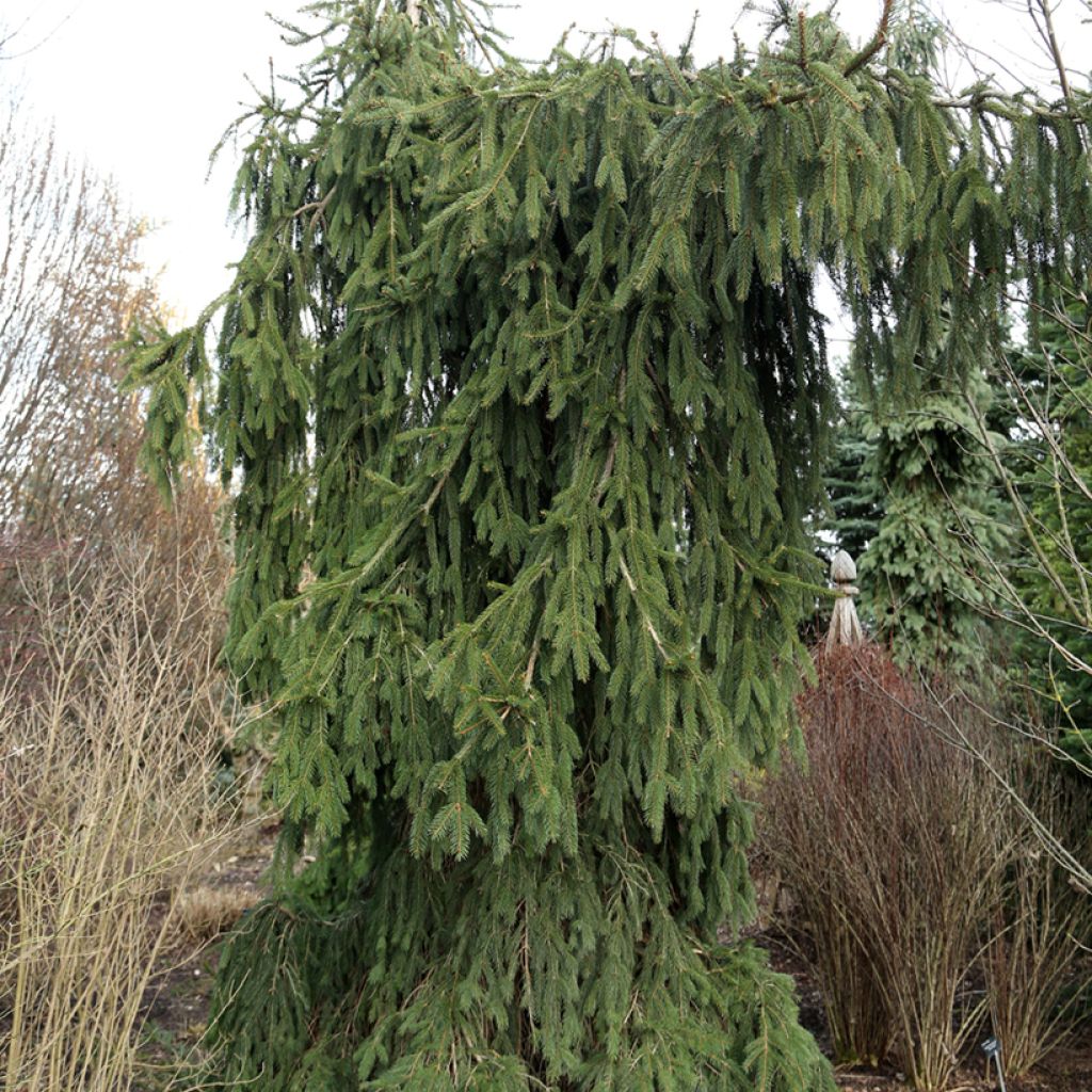 Picea abies Wartburg - Fijnspar