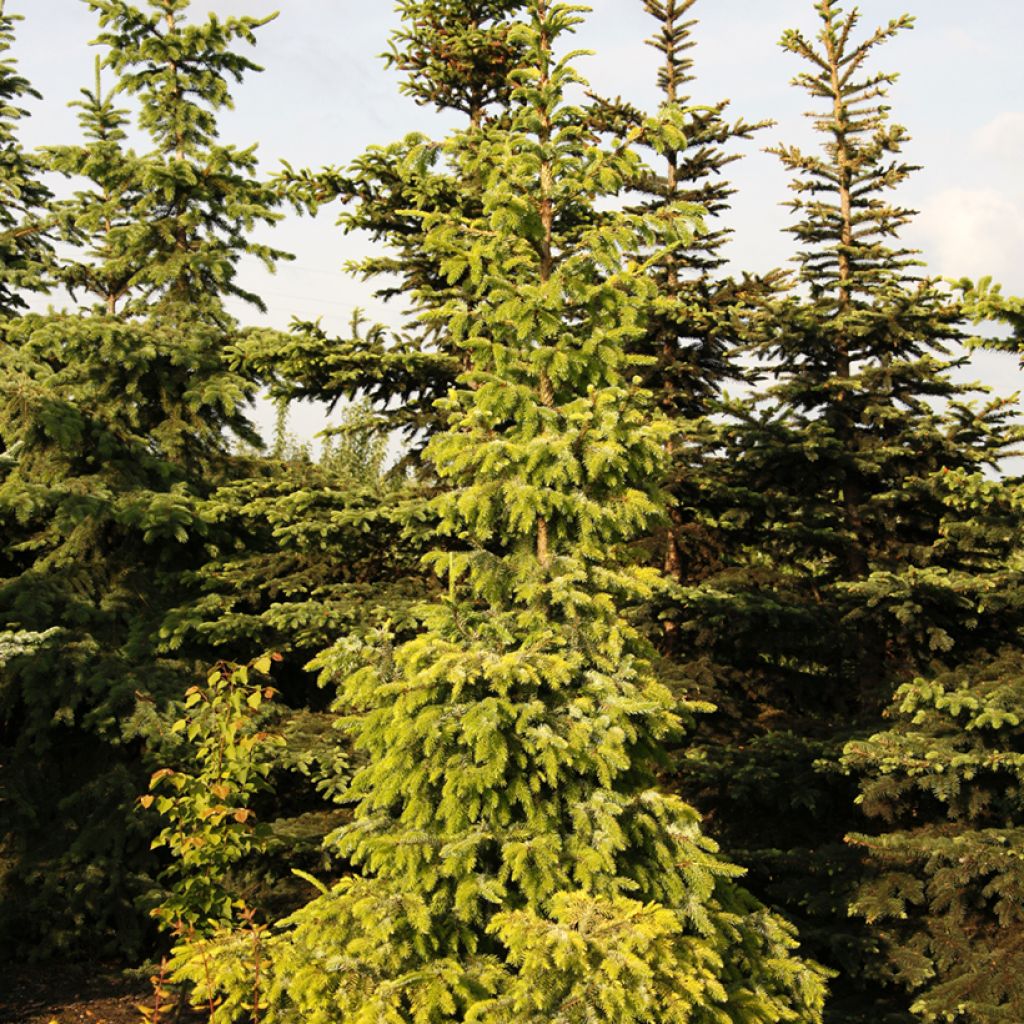 Picea omorika Aurea - Servische spar