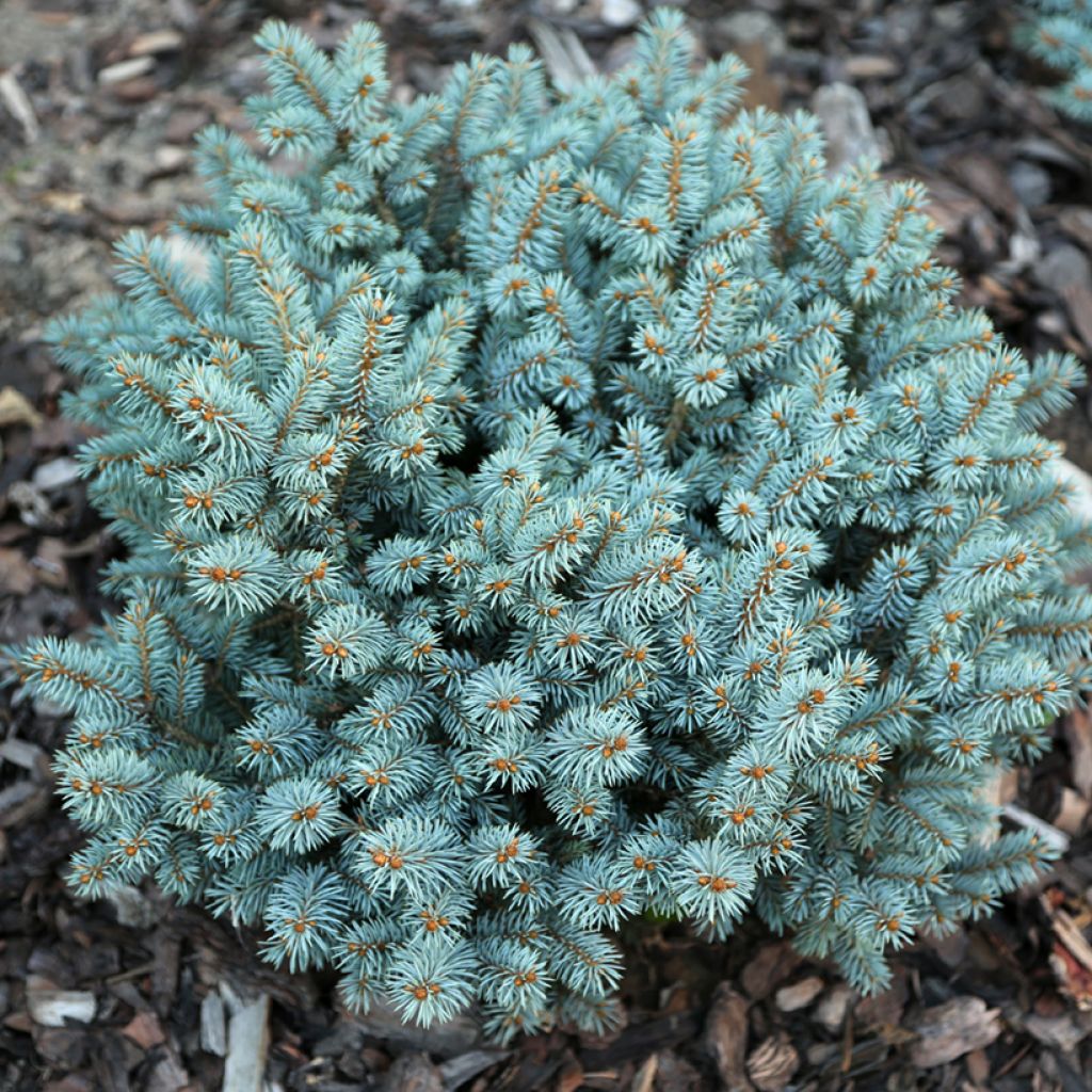 Picea pungens Tokarz - Blauwe spar