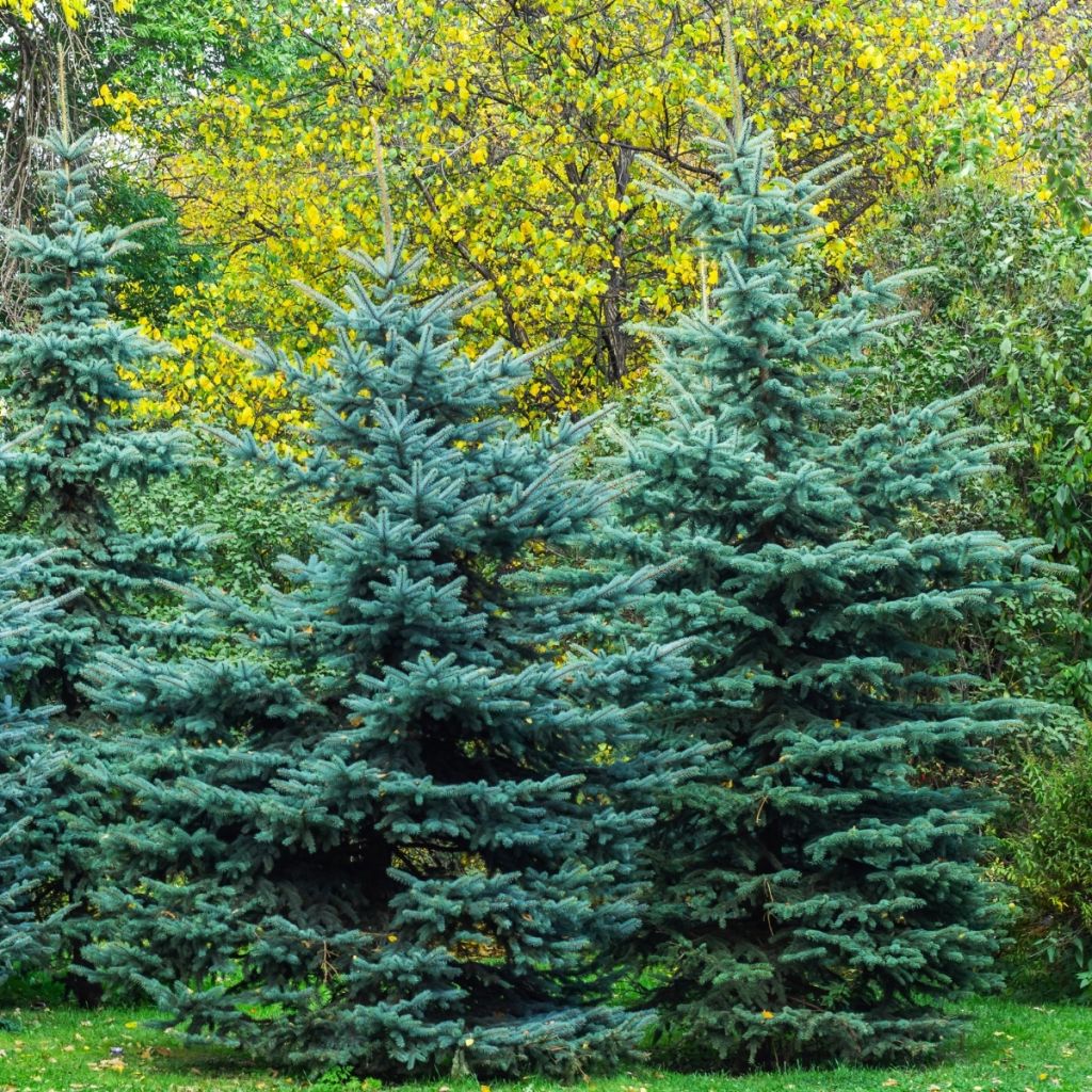 Picea pungens Iseli Fastigiate - Blauwe spar