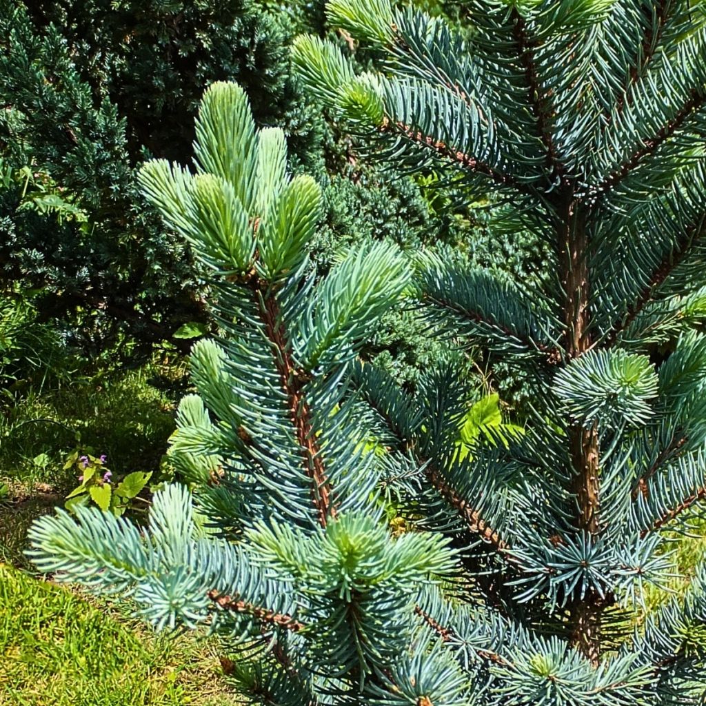 Picea pungens Iseli Fastigiate - Blauwe spar