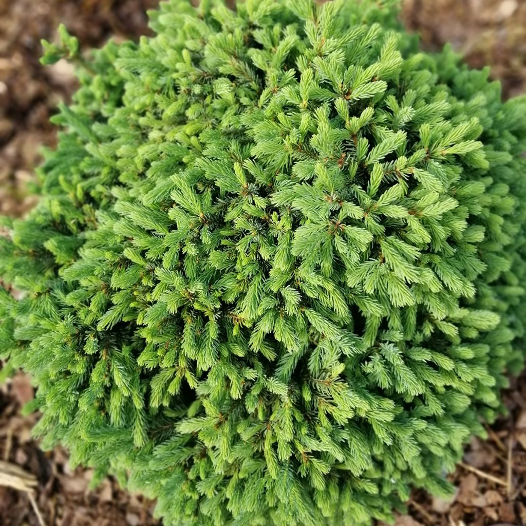 Picea glauca Echiniformis - Witte spar