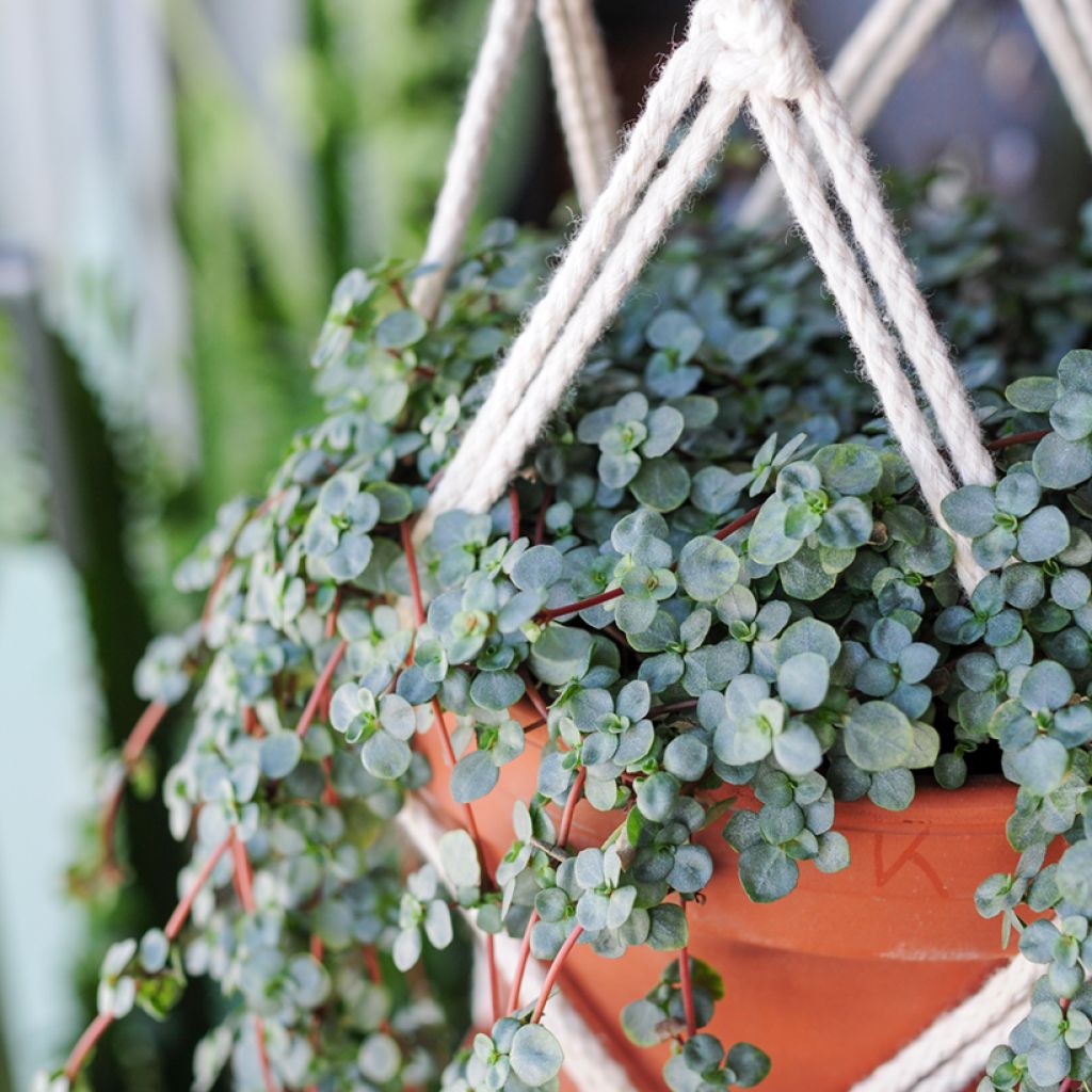 Pilea glaucophylla Greyzy - Kanonplantje