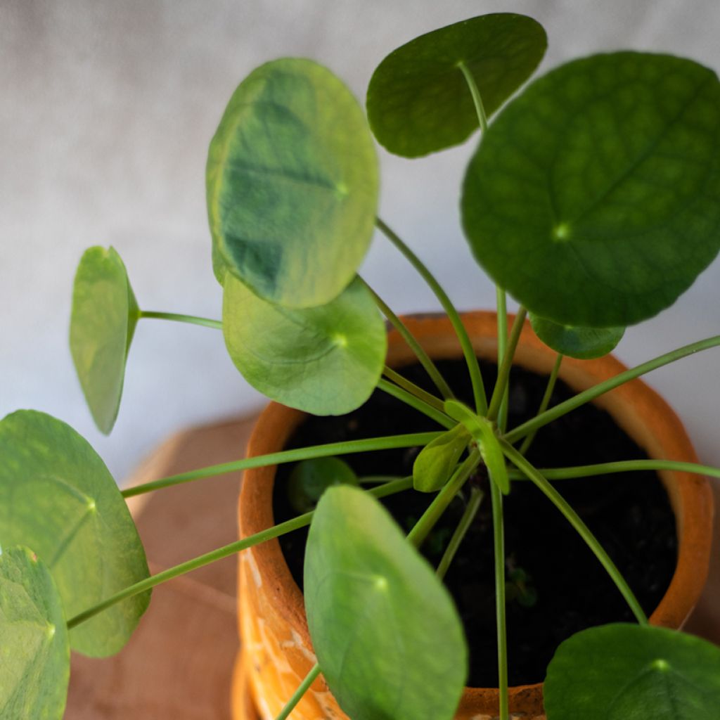 Pilea peperomioides - Pannenkoekenplant