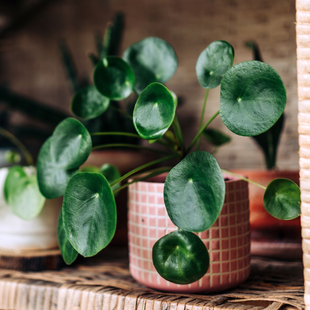 Pilea peperomioides - Pannenkoekenplant