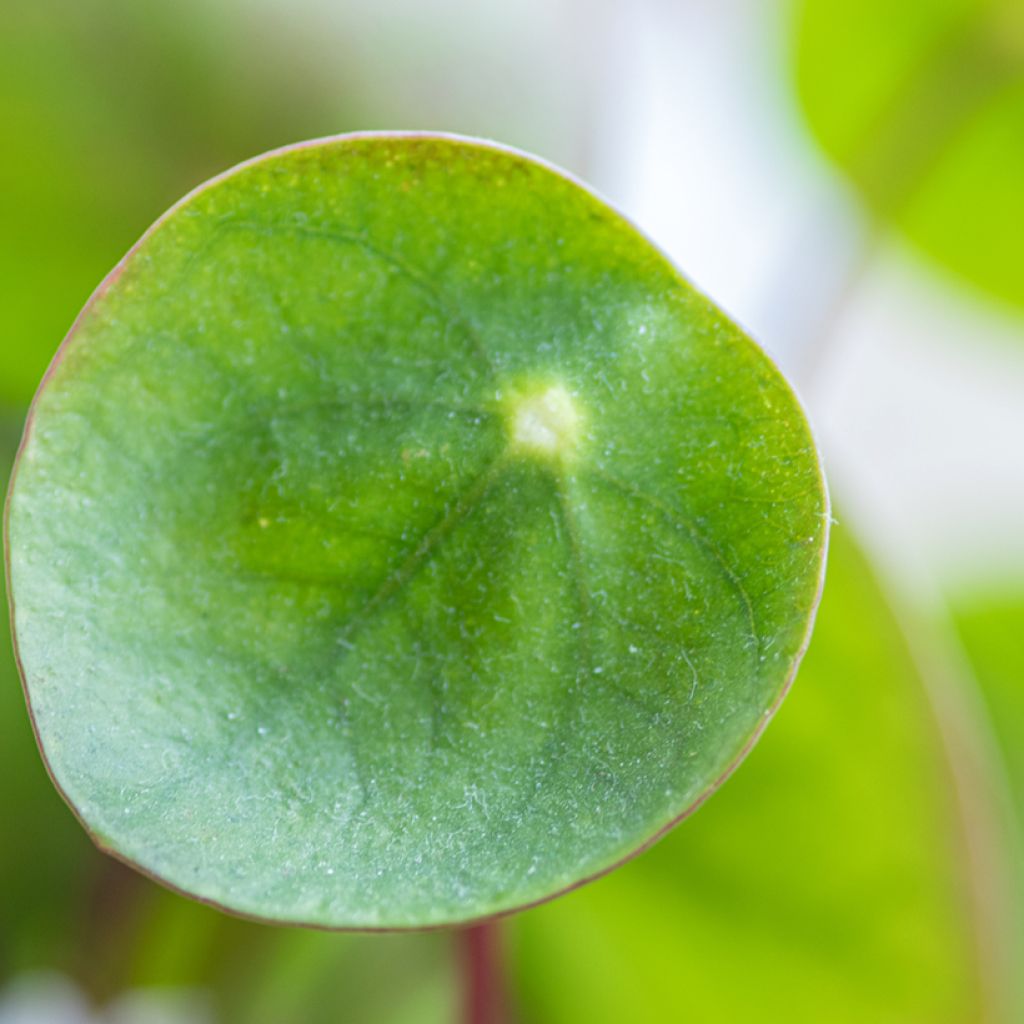 Pilea peperomioides - Pannenkoekenplant