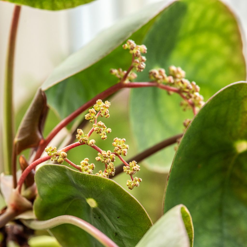 Pilea peperomioides - Pannenkoekenplant