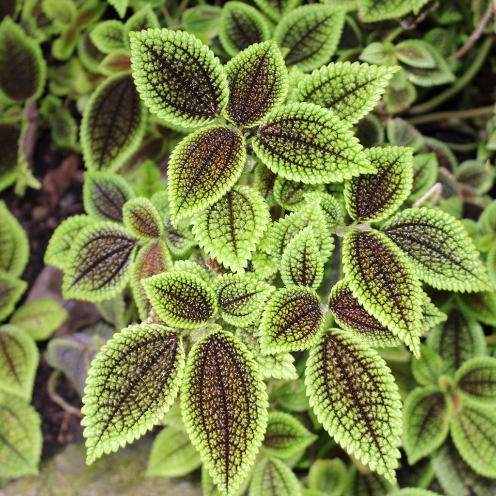 Pilea Moon Valley - Vriendschapsplant