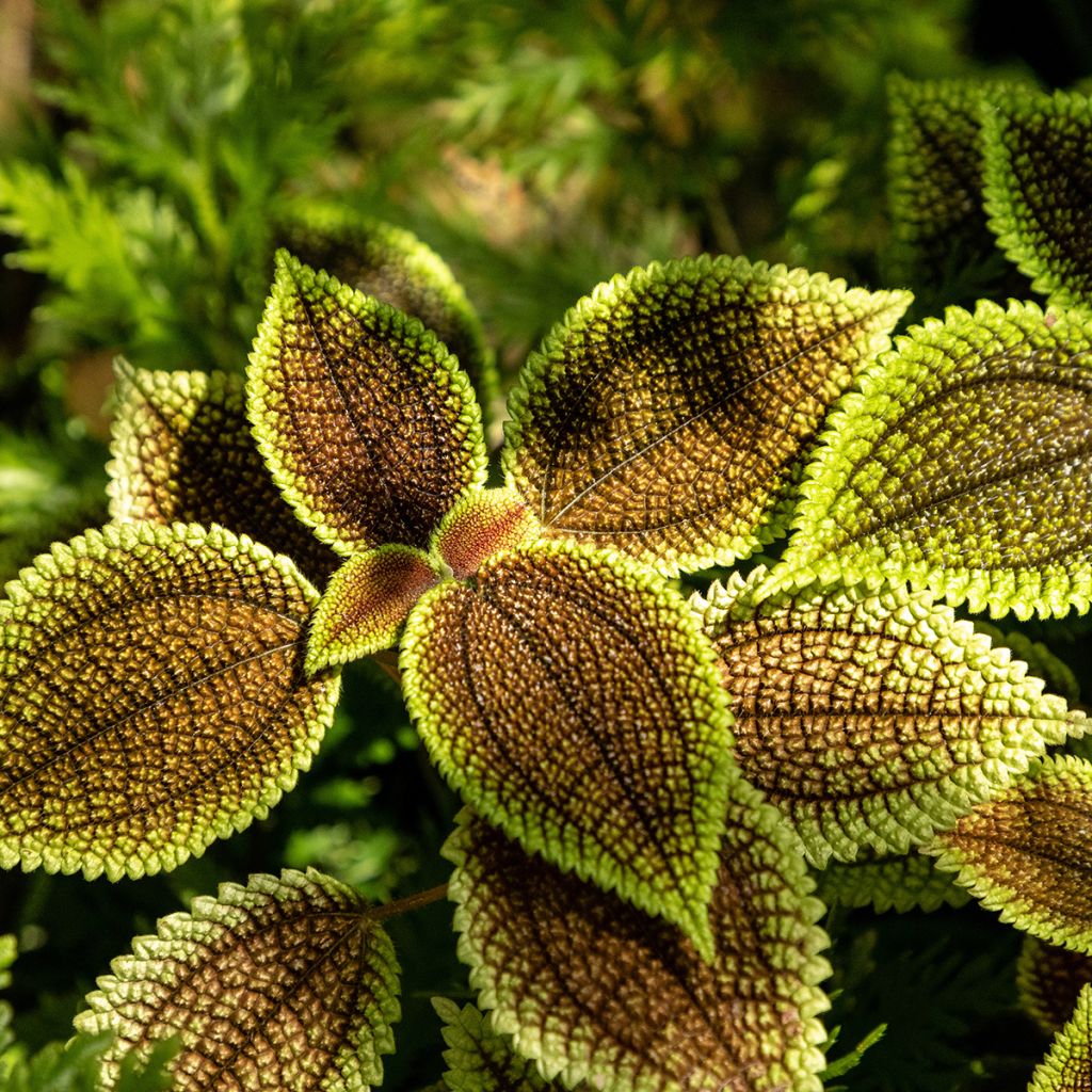 Pilea Moon Valley - Vriendschapsplant