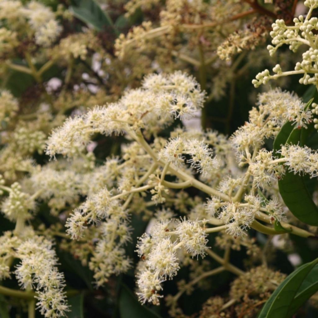 Pileostegia viburnoides - Klimhortensia
