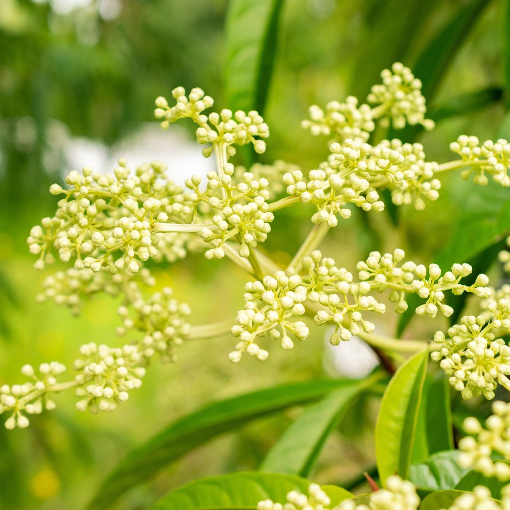 Pileostegia viburnoides - Klimhortensia