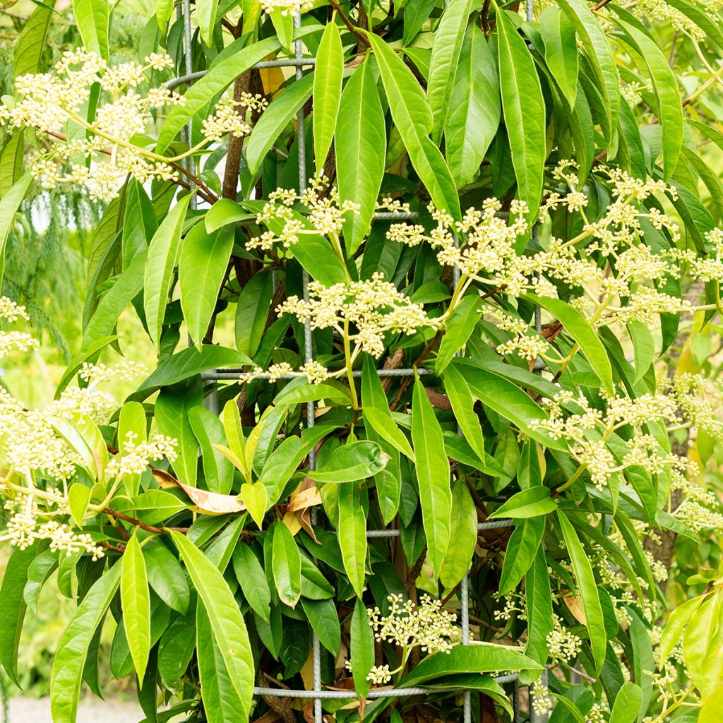Pileostegia viburnoides - Klimhortensia