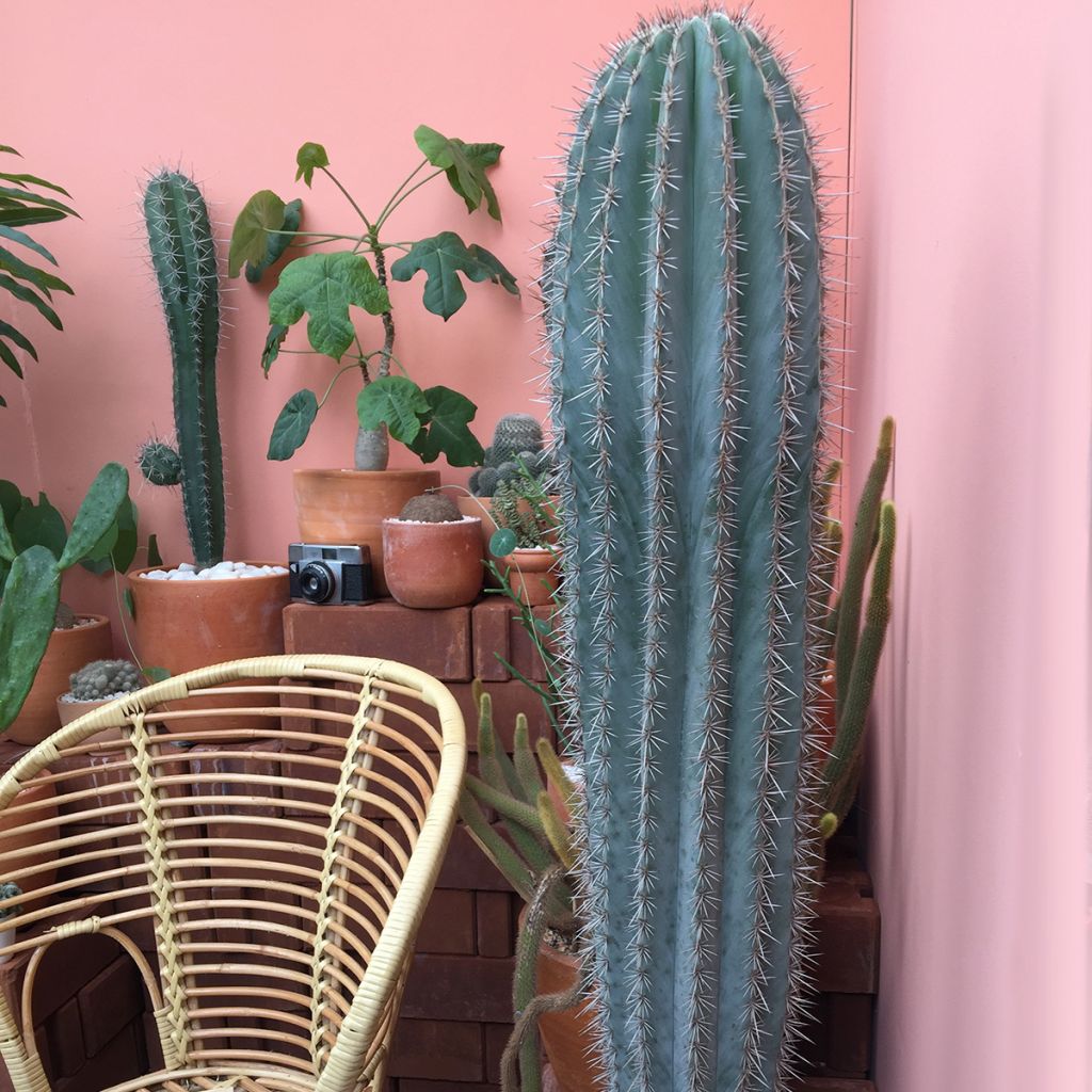 Pilosocereus azureus - Blauwe zuilcactus