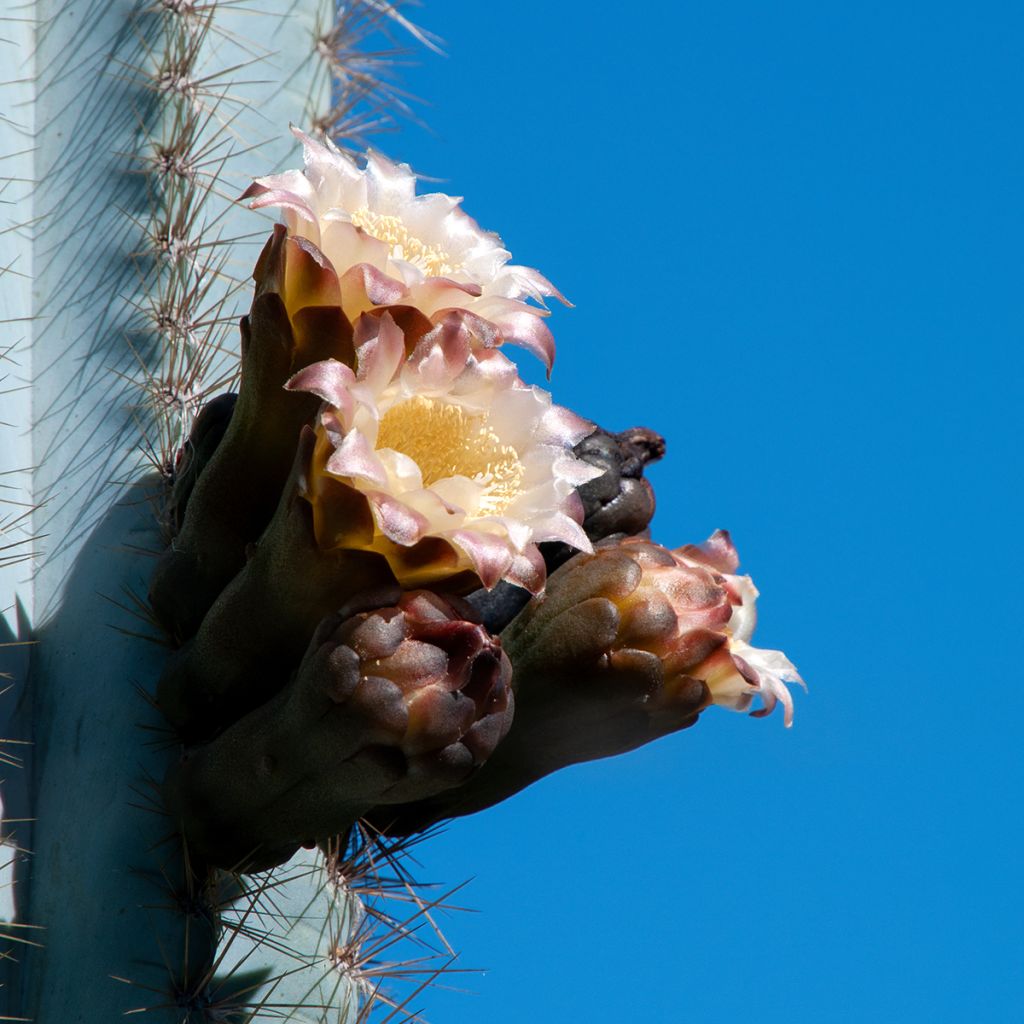 Pilosocereus azureus - Blauwe zuilcactus